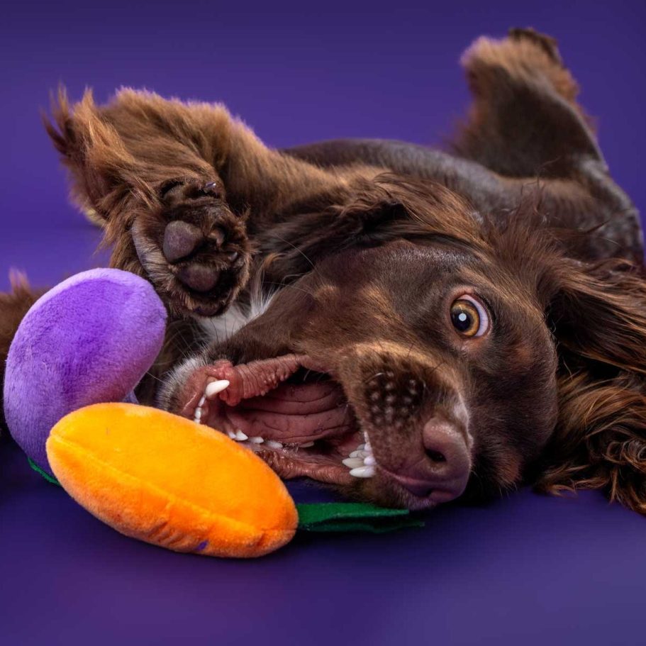 Salisbury Pet Photographer