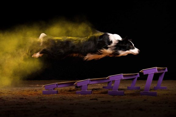 Salisbury Dog Agility Photographer