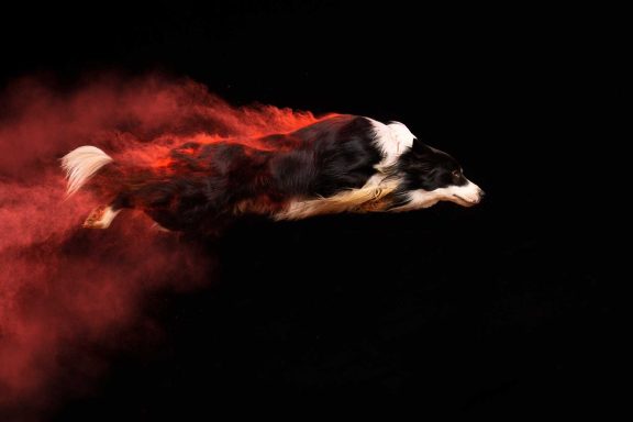 Salisbury Dog Agility Photographer