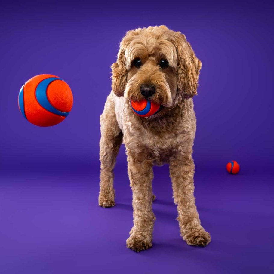 Salisbury Pet Photographer