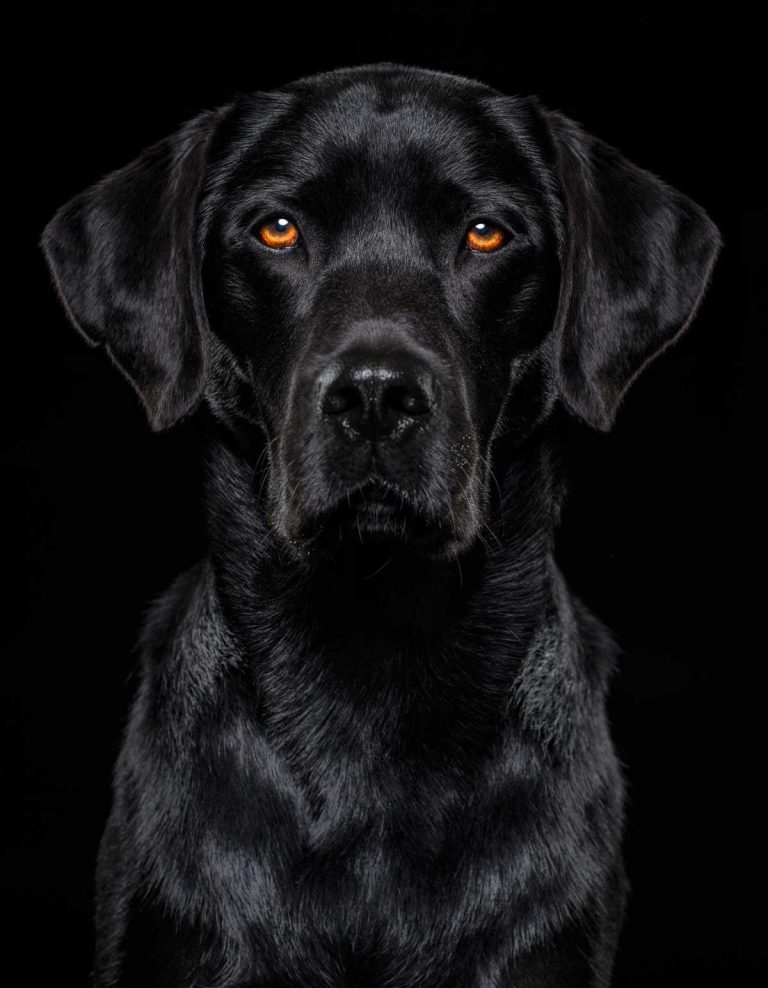 Wiltshire Pet Photographer Wiltshire Pet Photographer