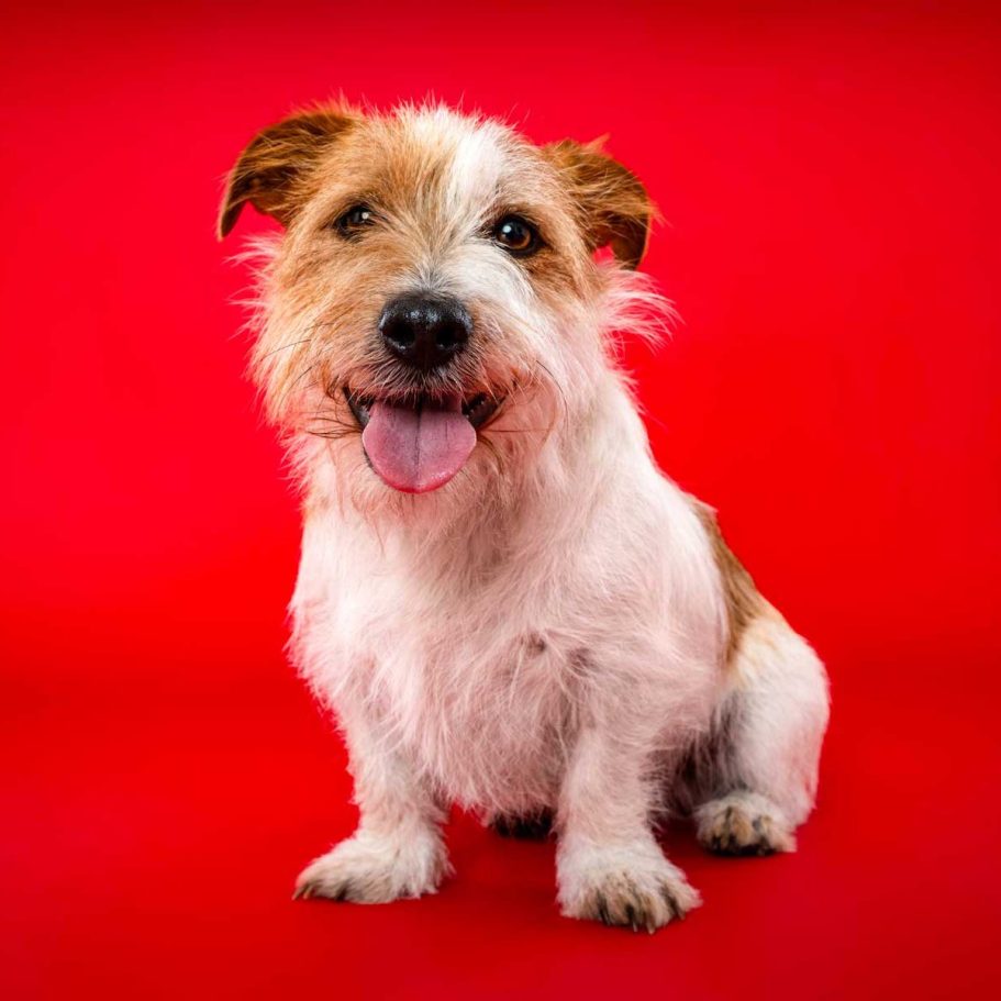 Salisbury Pet Photographer