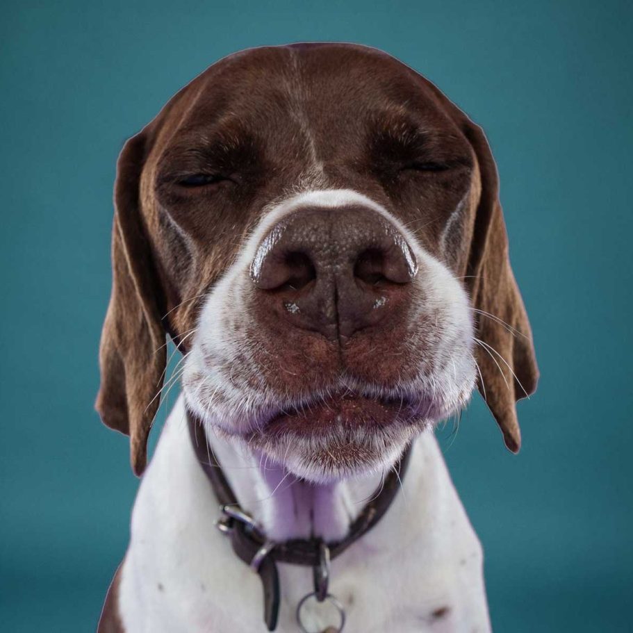 Wiltshire Pet Photographer Wiltshire Pet Photographer