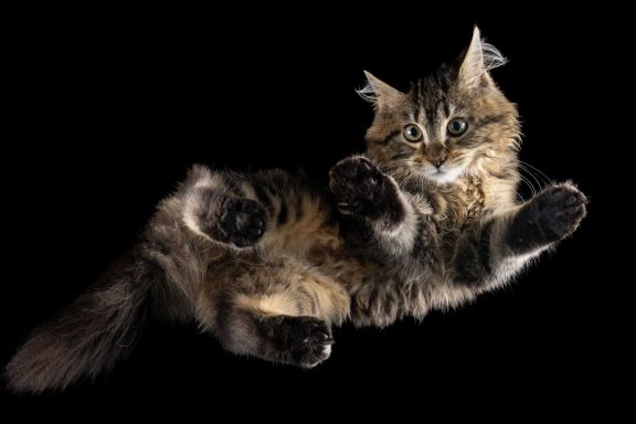 Salisbury Pet Photographer