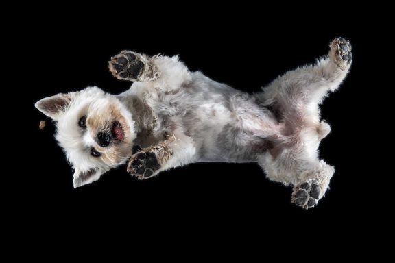 Salisbury Pet Photographer