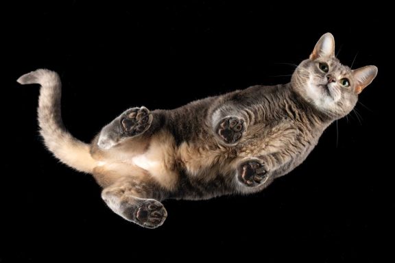 Salisbury Pet Photographer